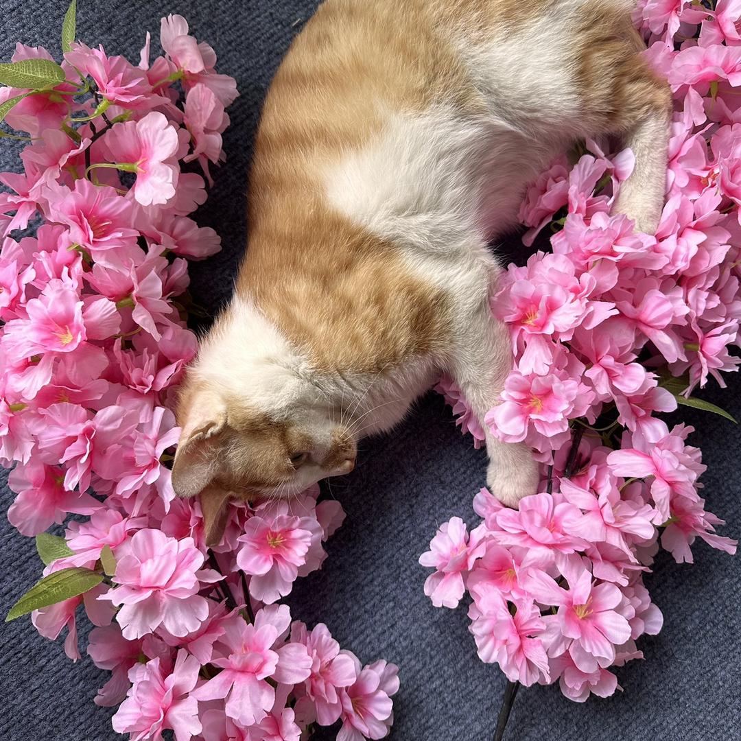 轻夏家居