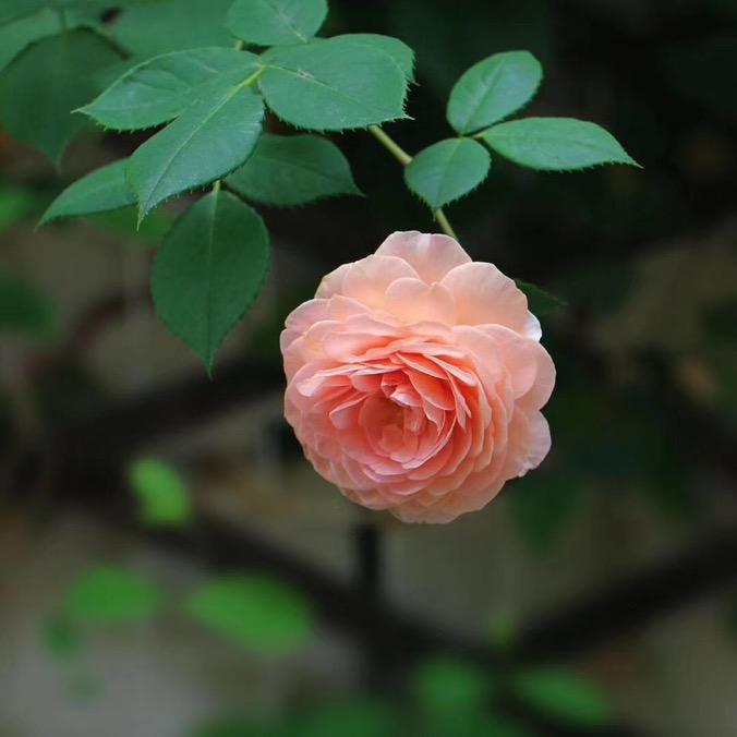 花开如初