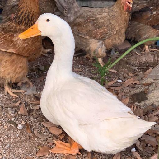 美食鸭🦆