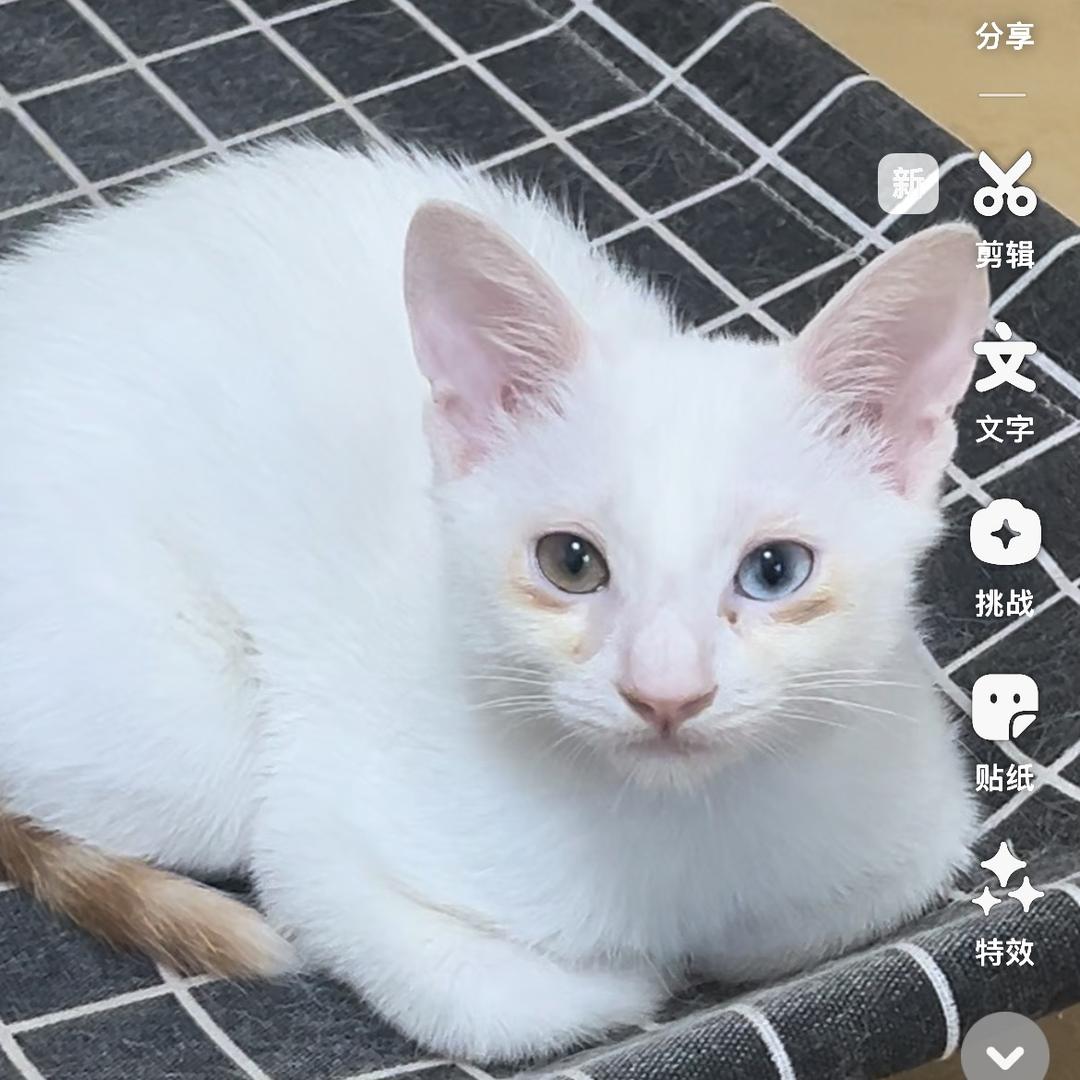 贝贝的幸福生活