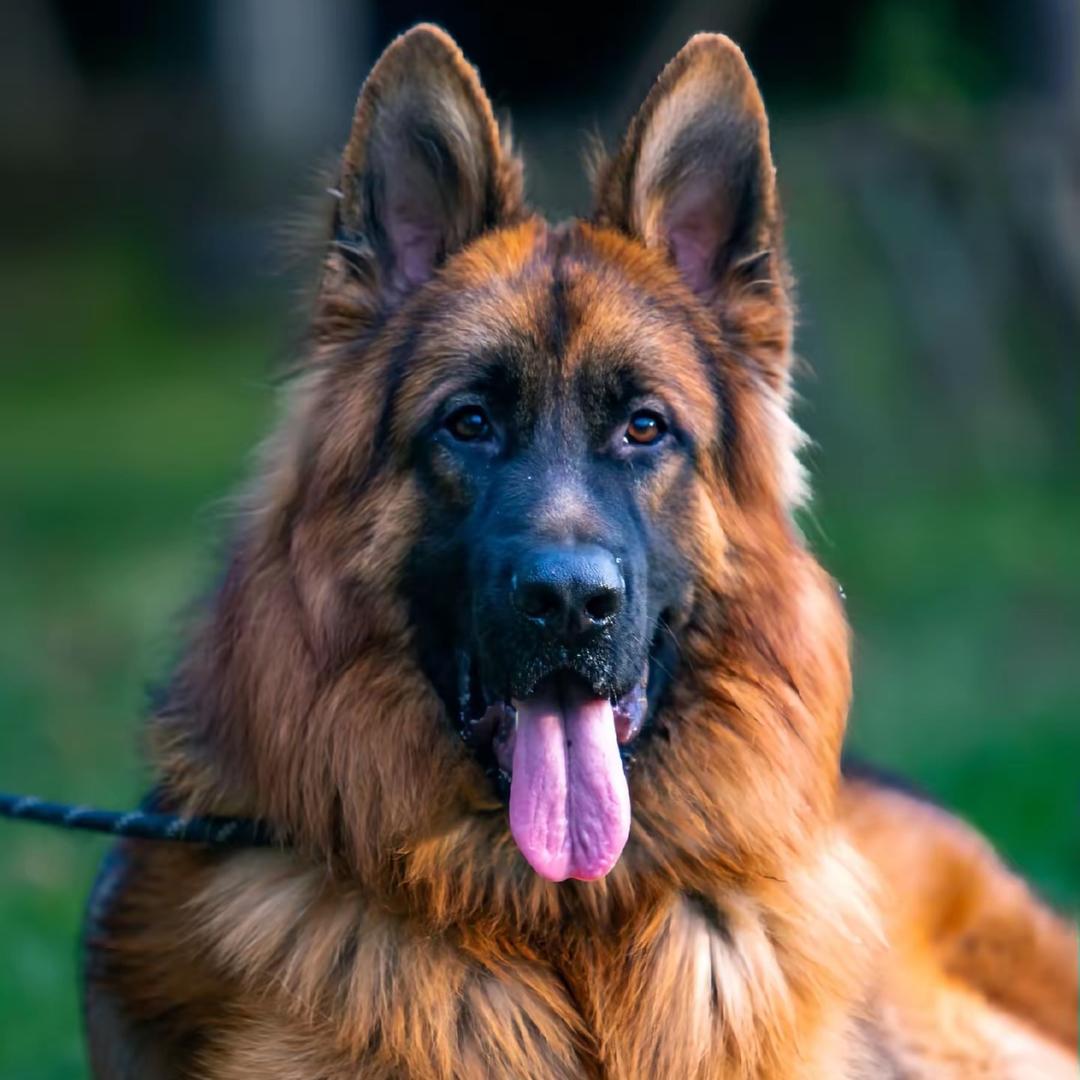 黑狼马犬德牧