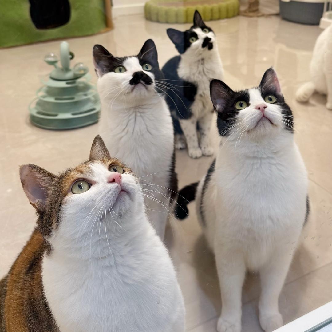 猫古力的六小只🐱