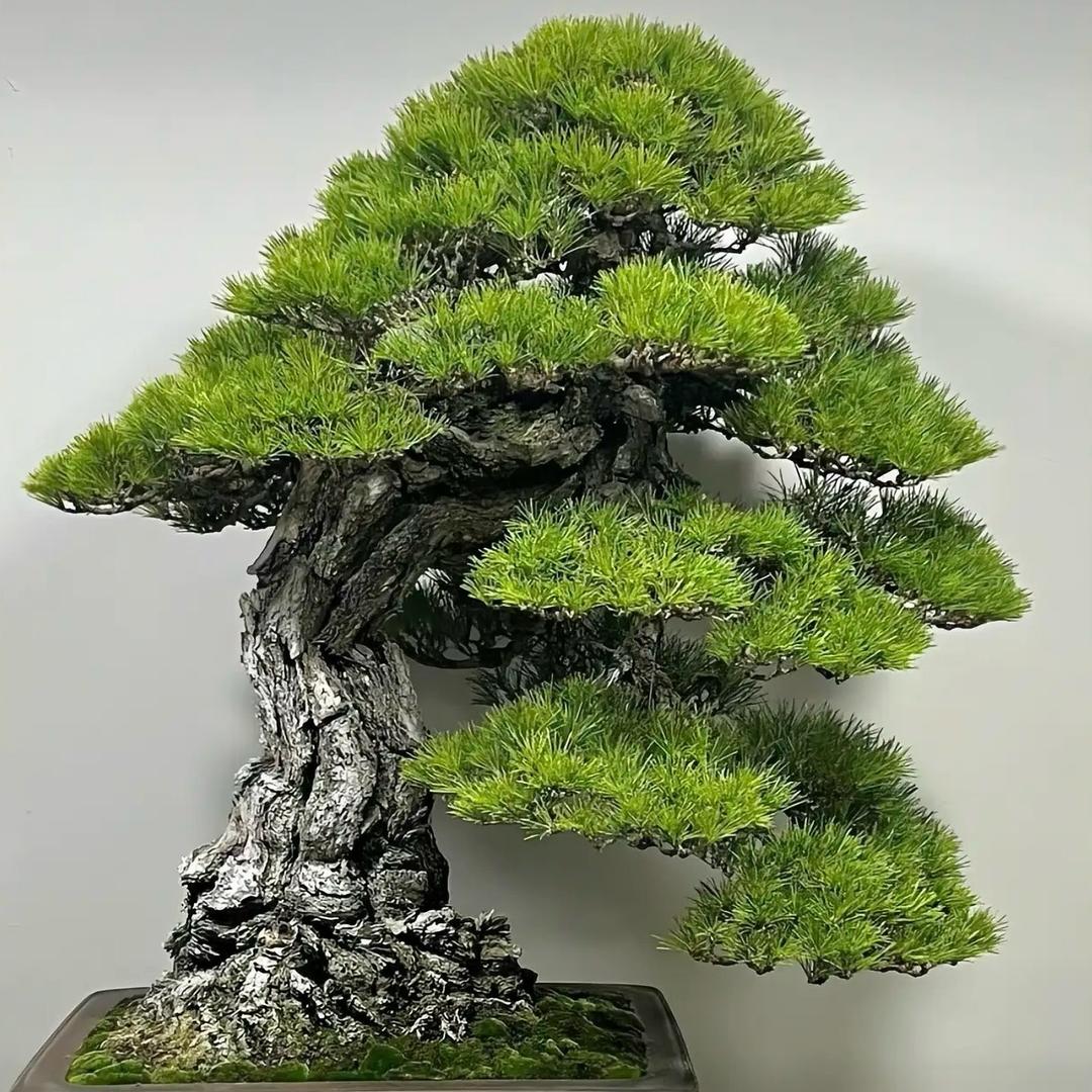 马陵山艺术盆景