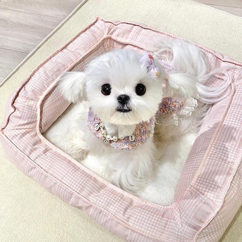 甜得发腻i🐰ིྀ