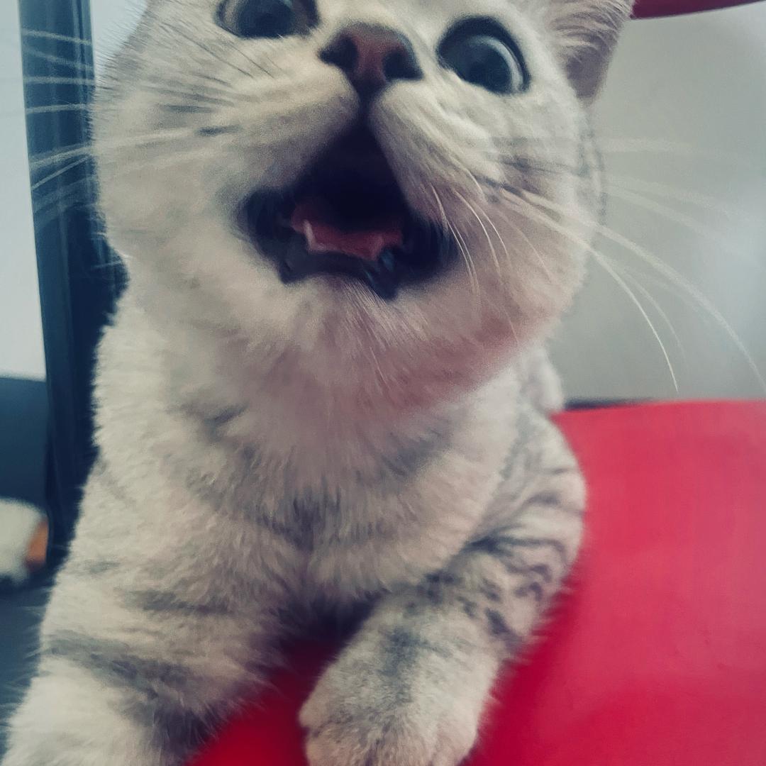 小鲨鱼