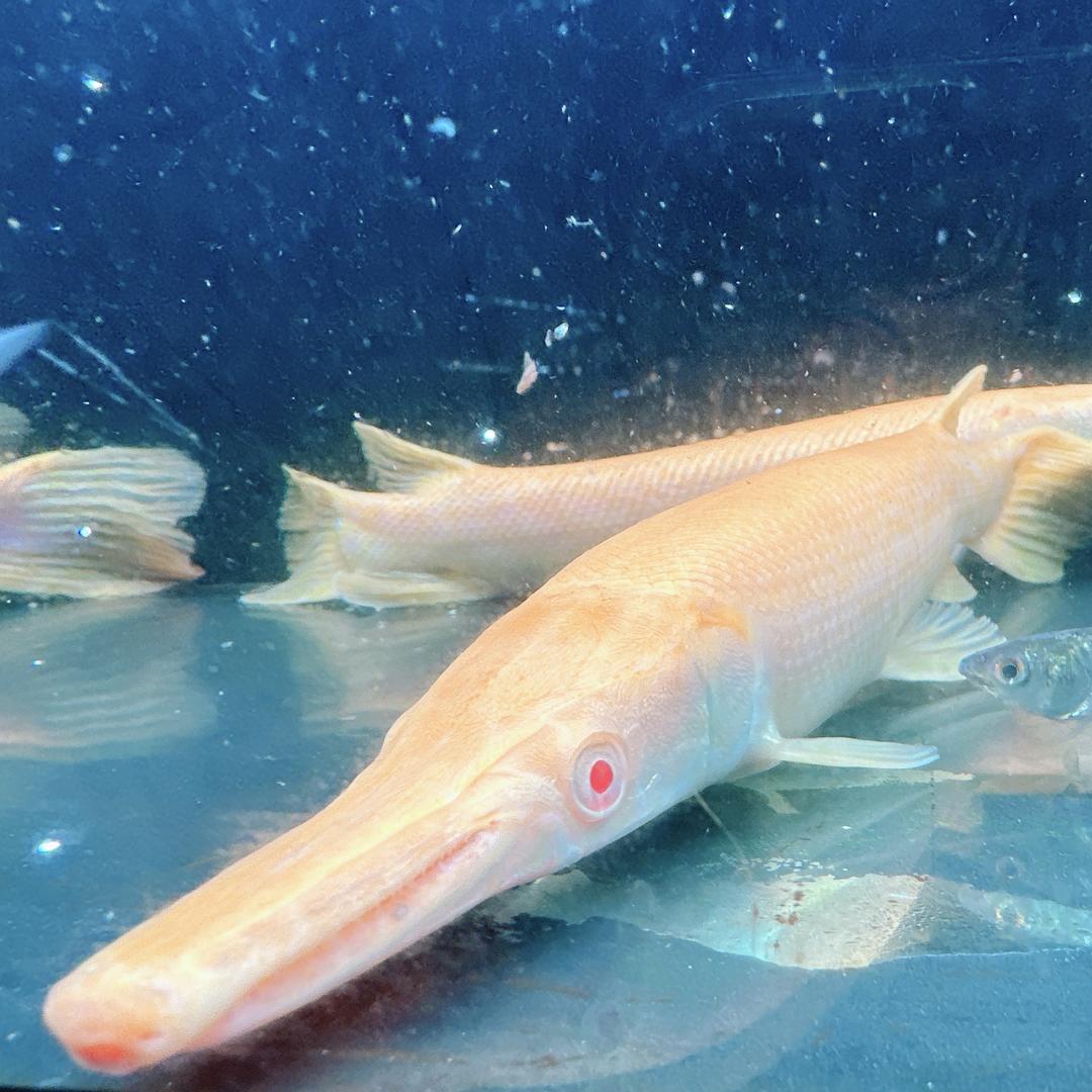 一窝鱼水族店
