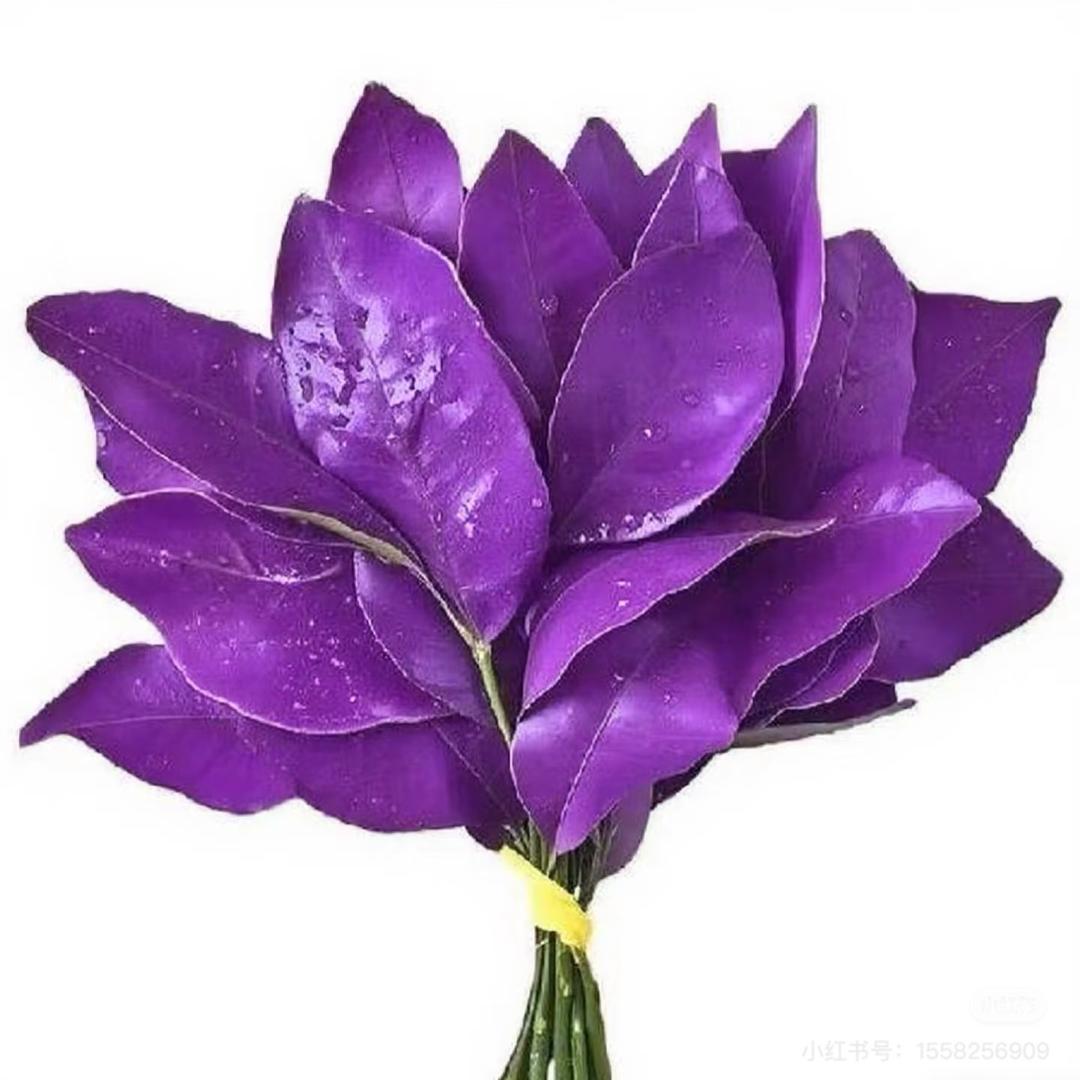 三亚院方董事🏥奇微