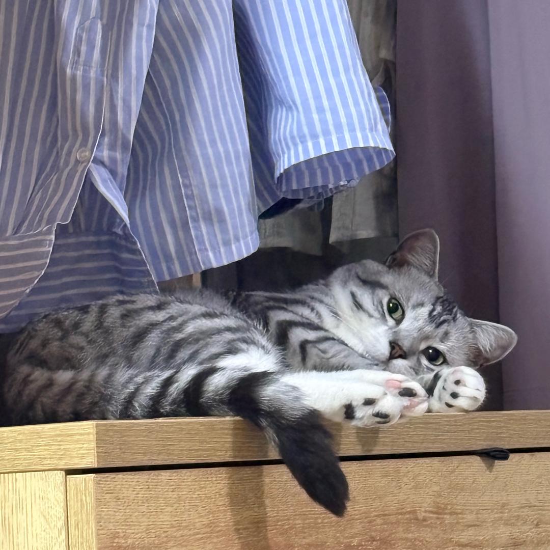 汤锤锤是只虎斑咪