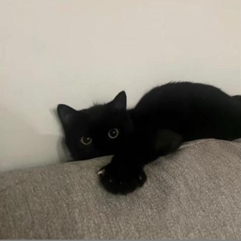 一只猫.