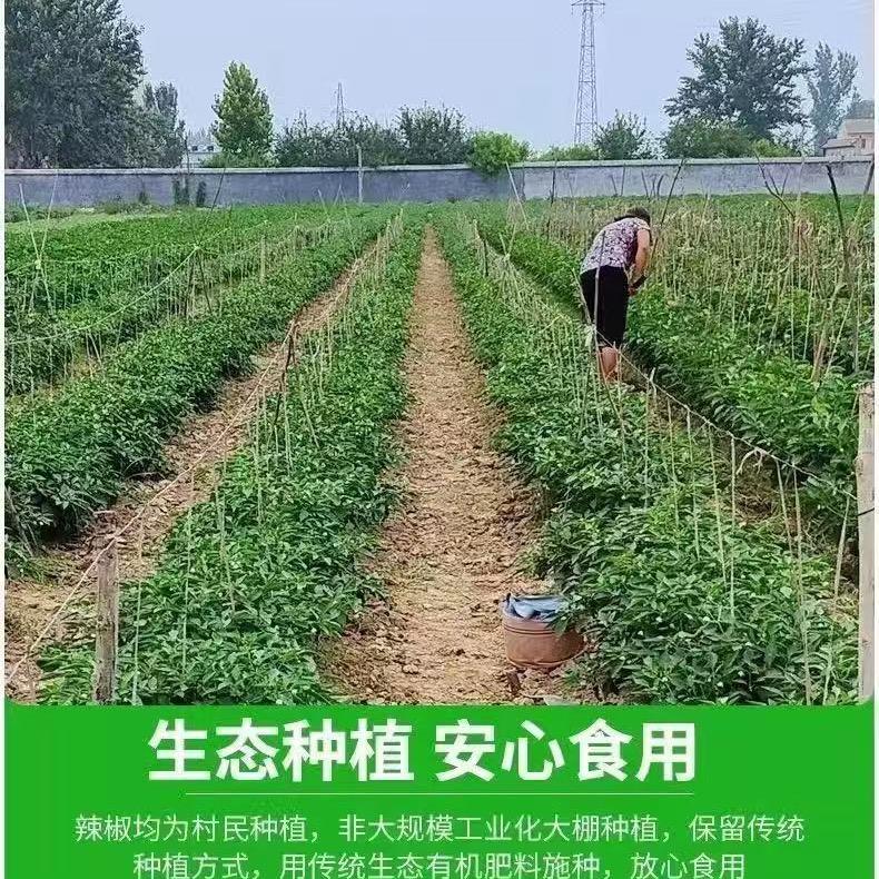 广东农业水果