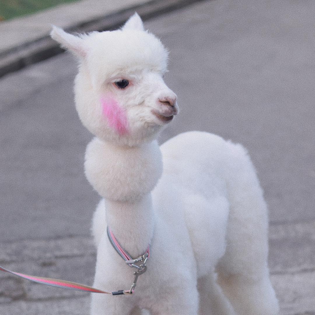 羊驼🦙水灵子舞蹈馨馨
