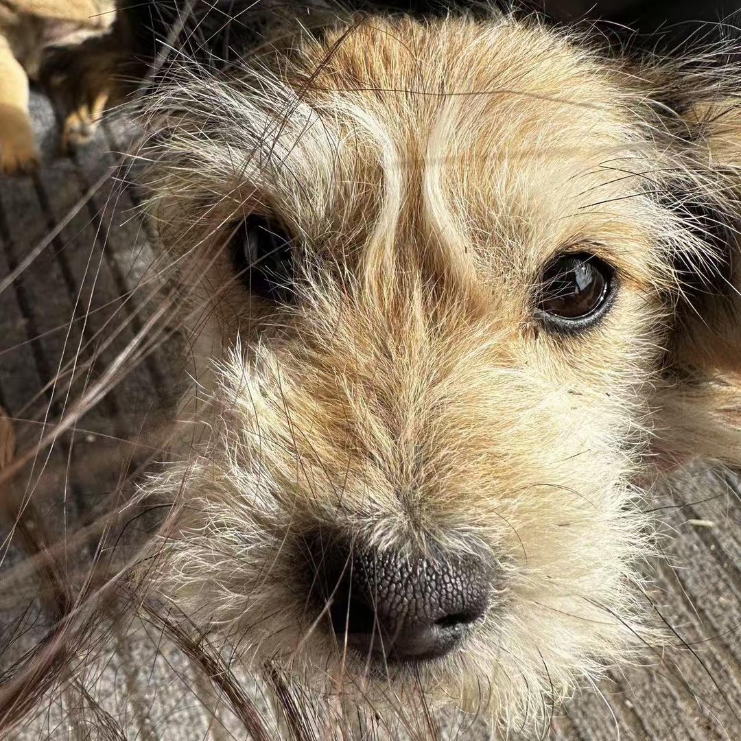 大杯伯牙绝弦少冰少糖