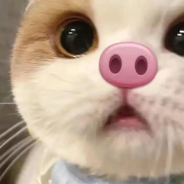 胖虎的朋友圈🐱