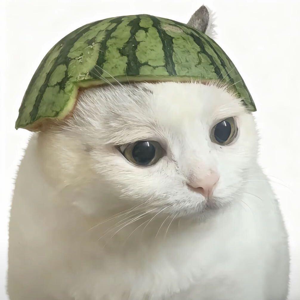 网恋被骗苦茶子🩲