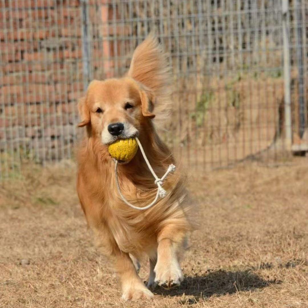 金美宠物店官方号