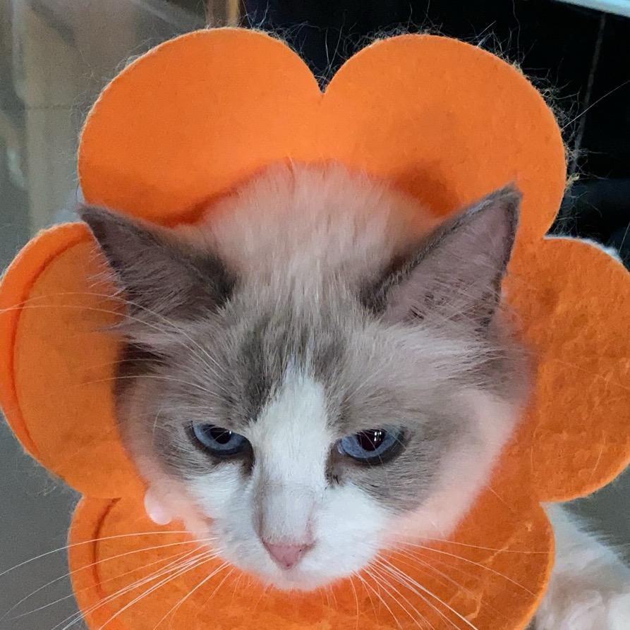 简单点♥(｡￫v￩｡)♥