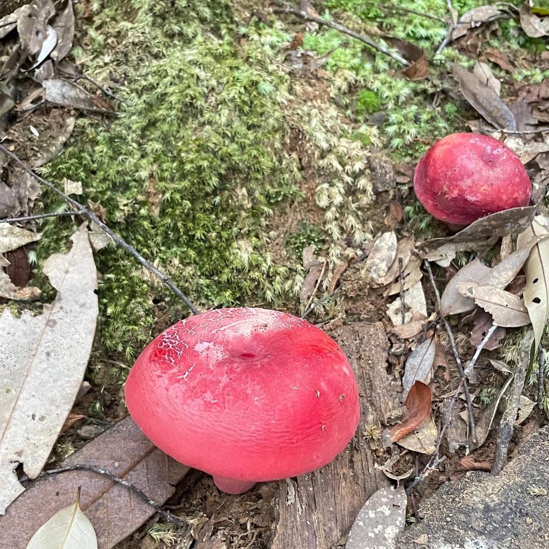 小富