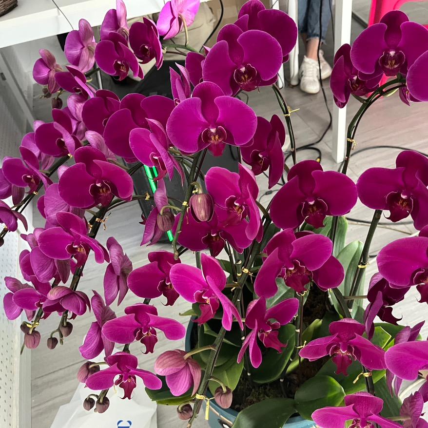 顺蓝花卉