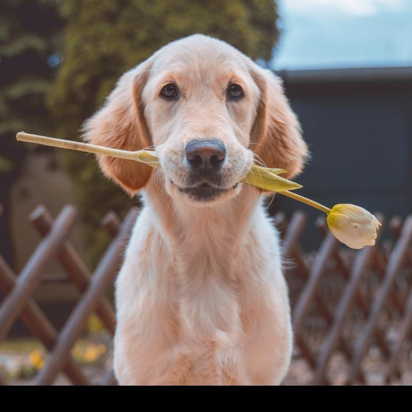 白菜狗