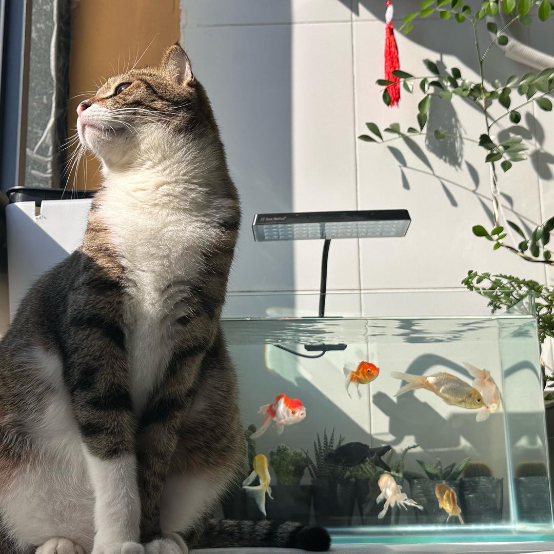 一只猫了个咪
