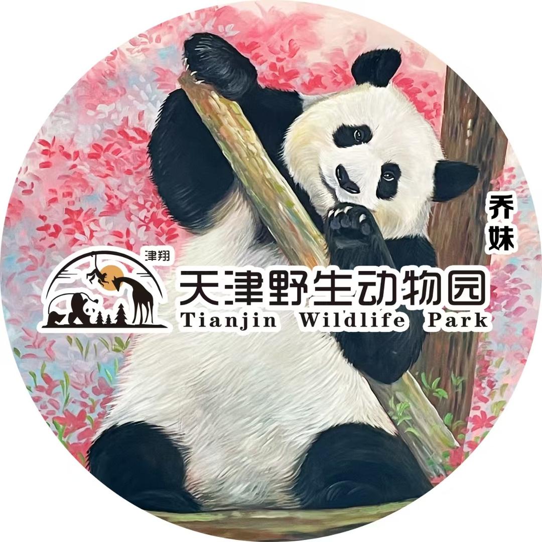 天津野生动物园大熊猫小川小乔