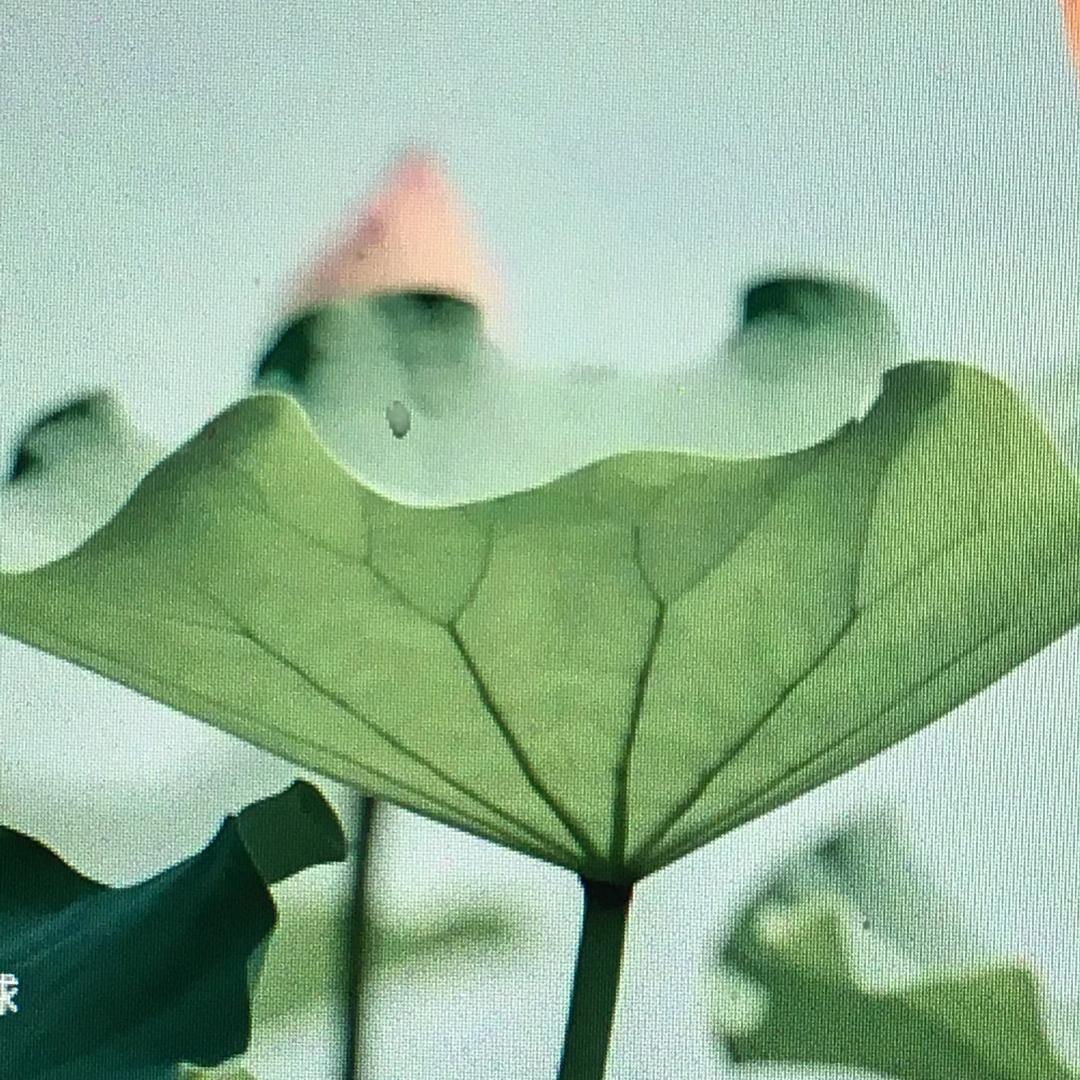 沐苏
