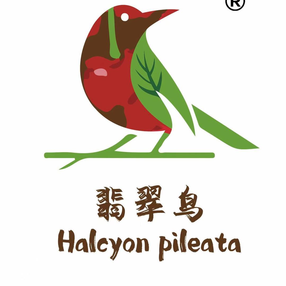 翡翠鸟