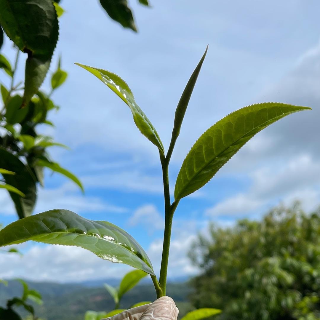 班 盆 小 娜 🍵