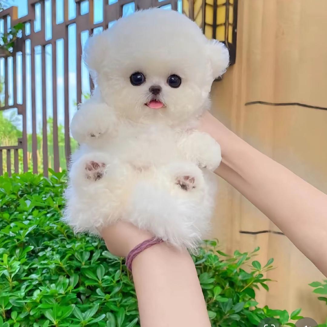 小美