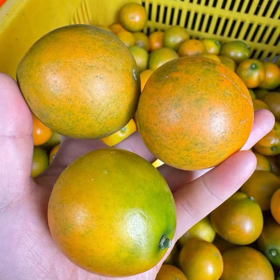🍊恩胜