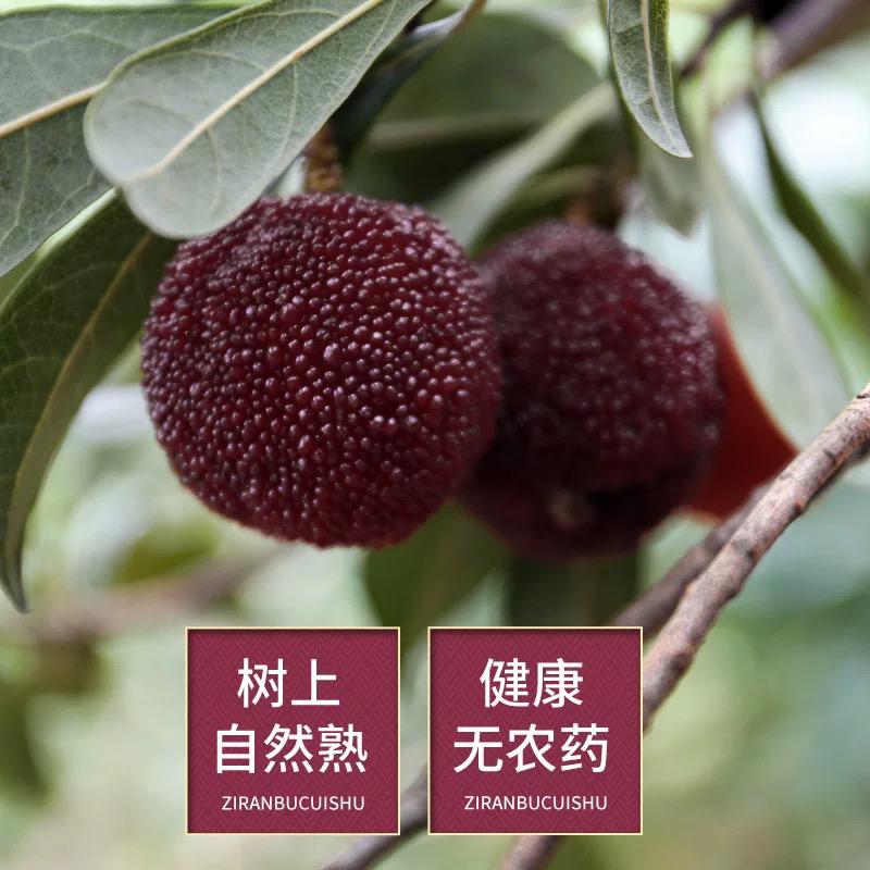 山野梅农