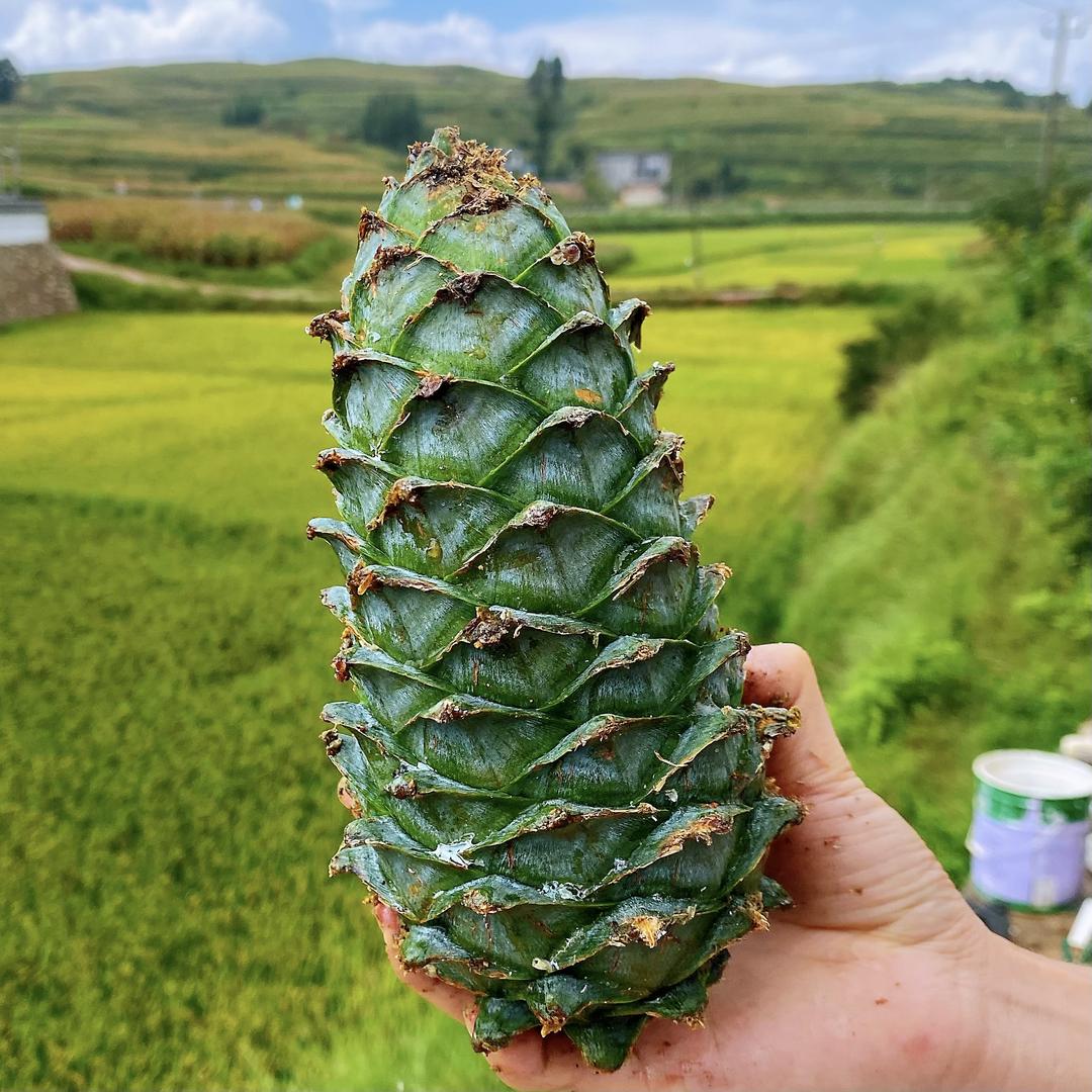 滇乡人家