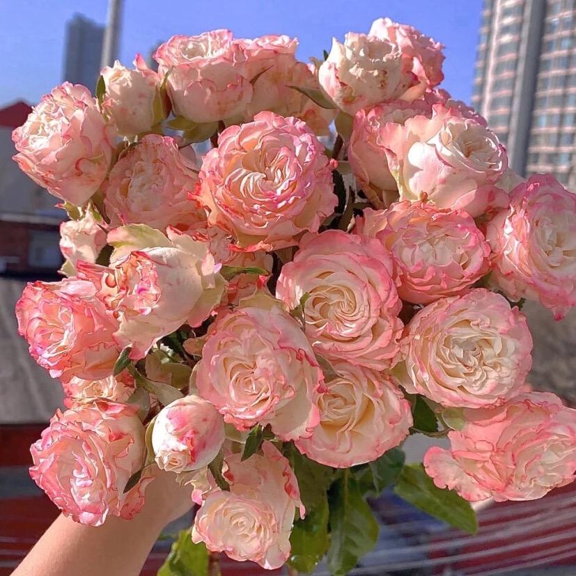 种花家的兔子🐰