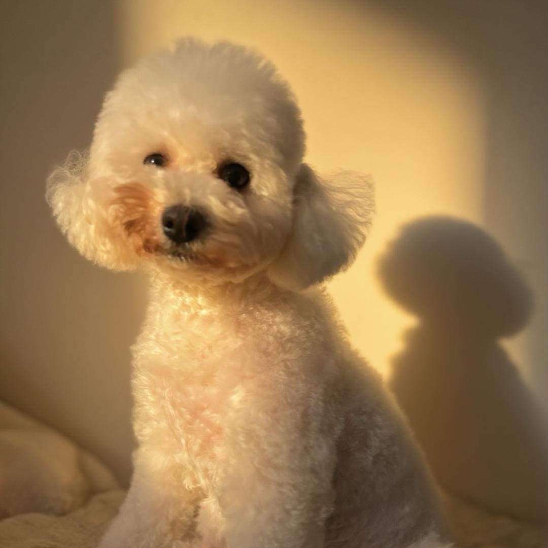 艾莉是只比猪