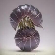 垦利药材收购站小马