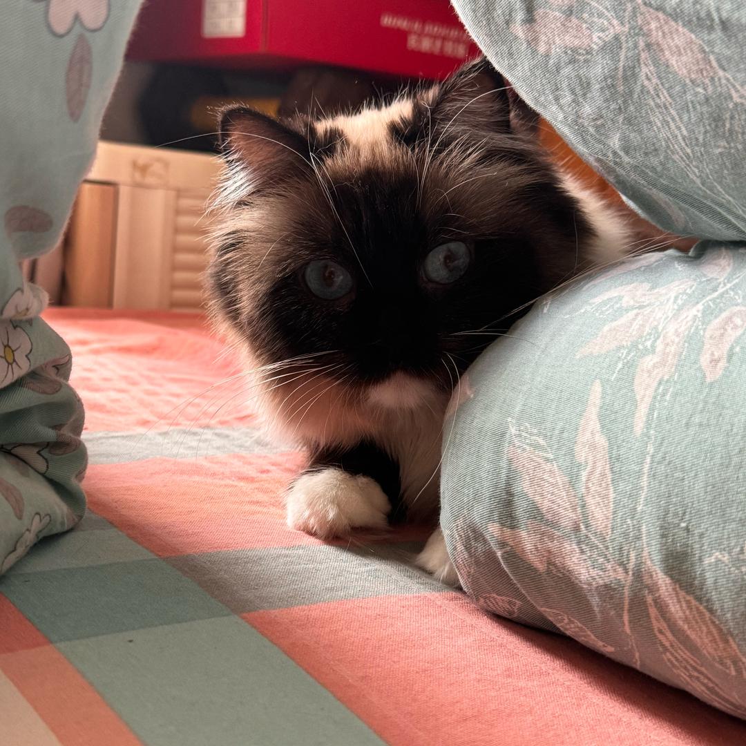 抖没名（谢绝连赞）