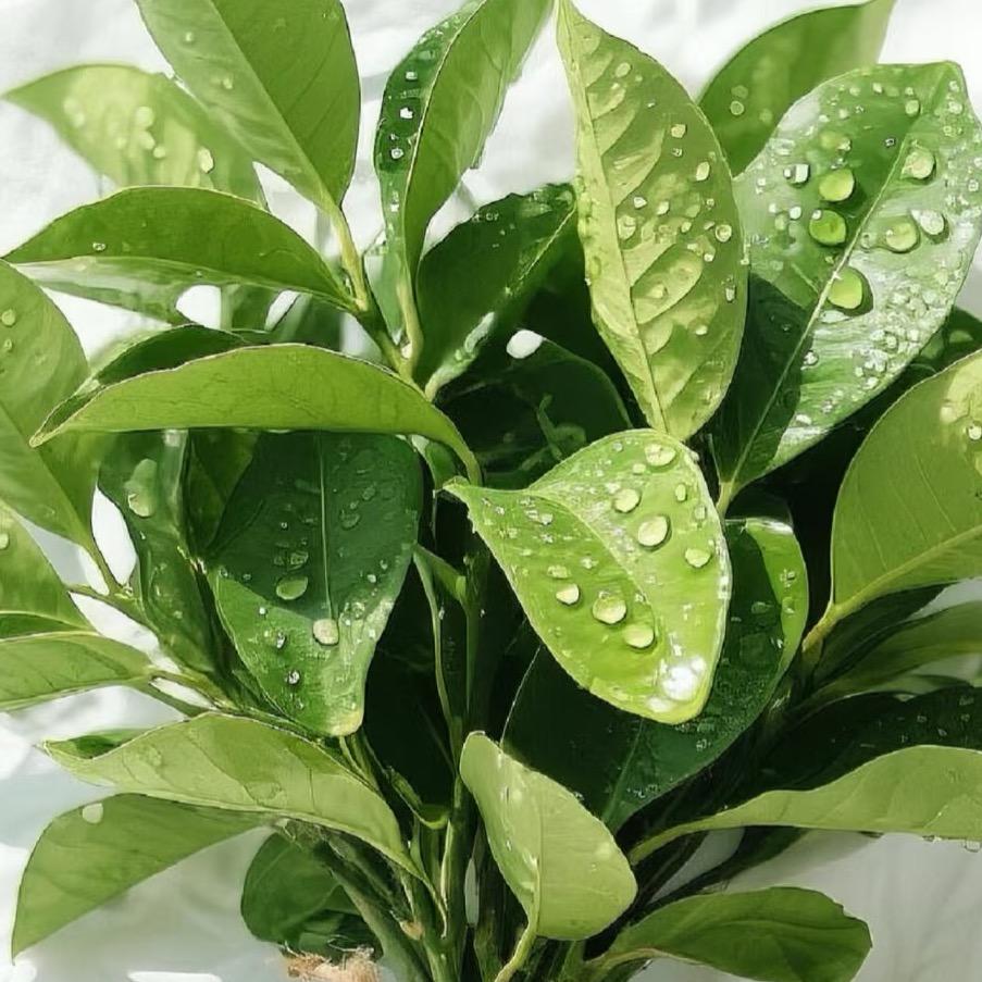 活力的大蓝洞烟灰猴子