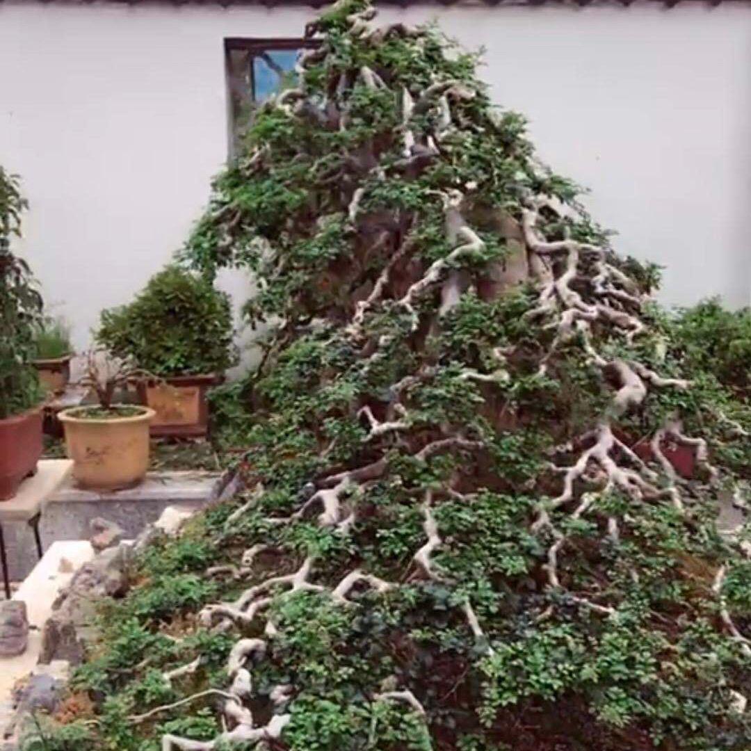 万景阁盆景园艺