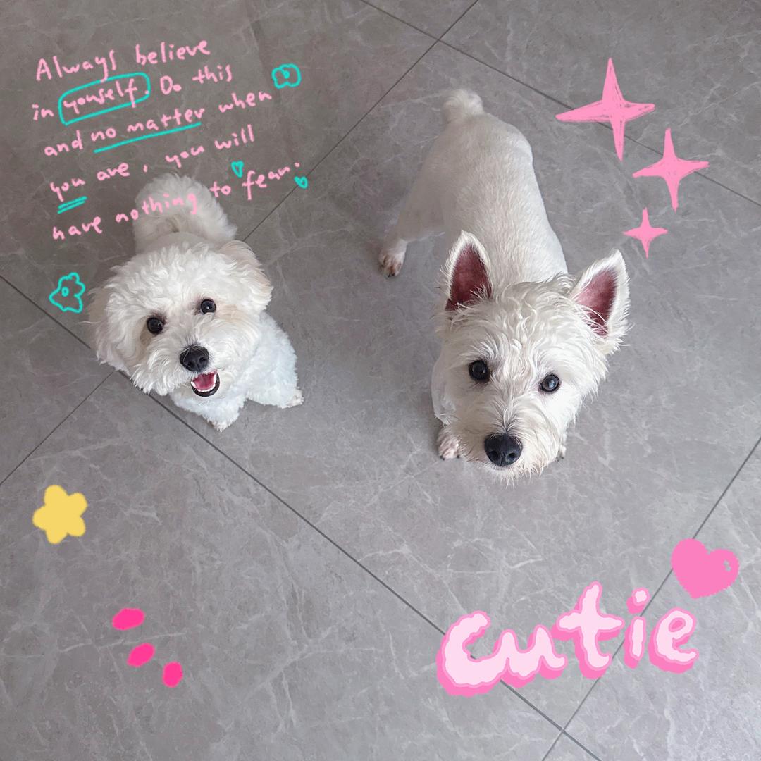 汤圆是只比熊🐶