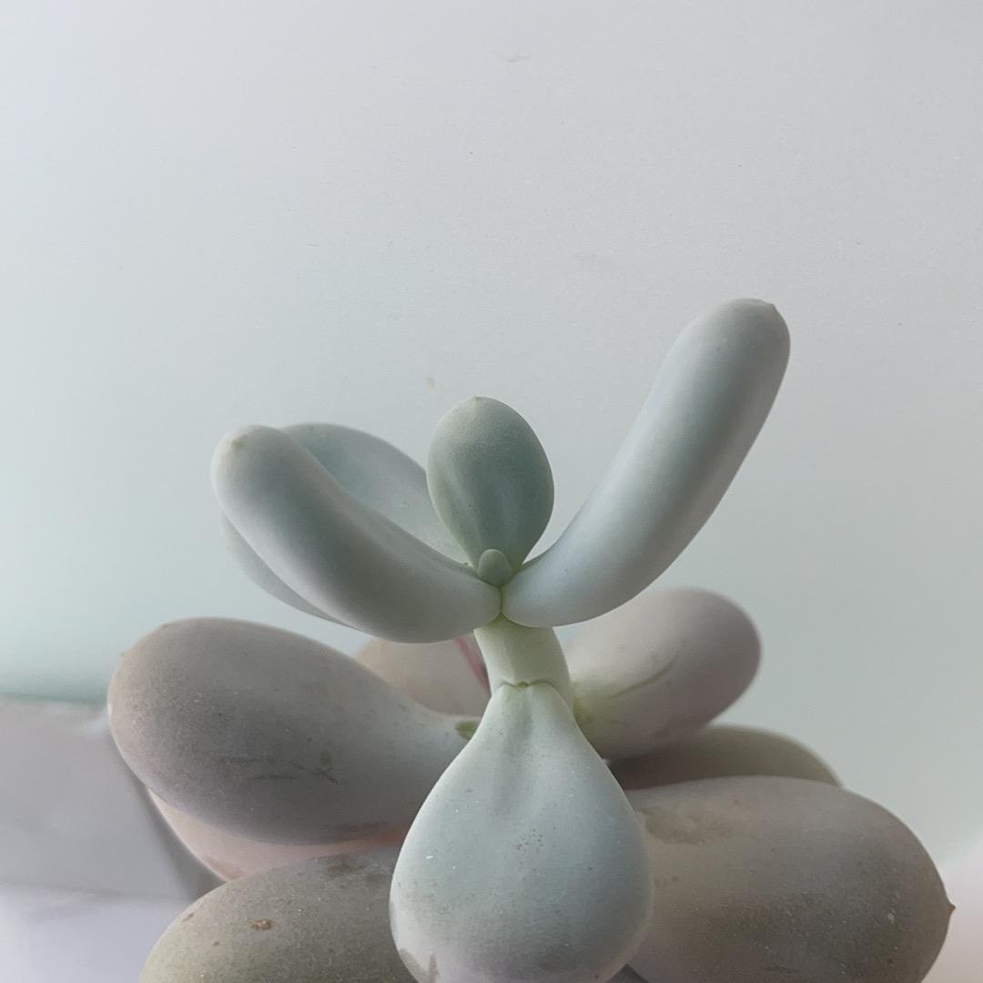 璇