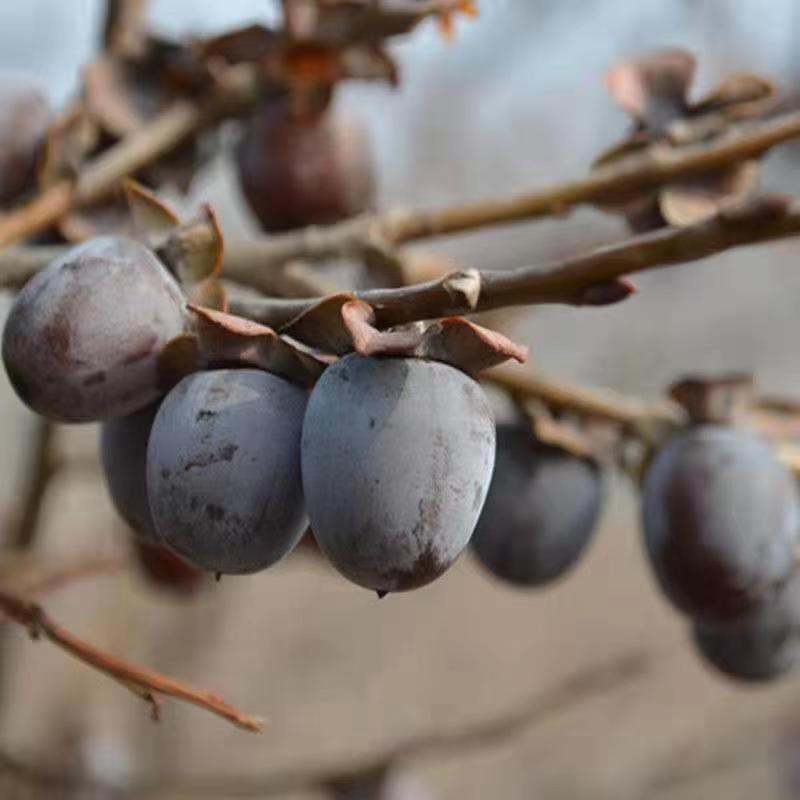 涉县聚鑫园农副产品