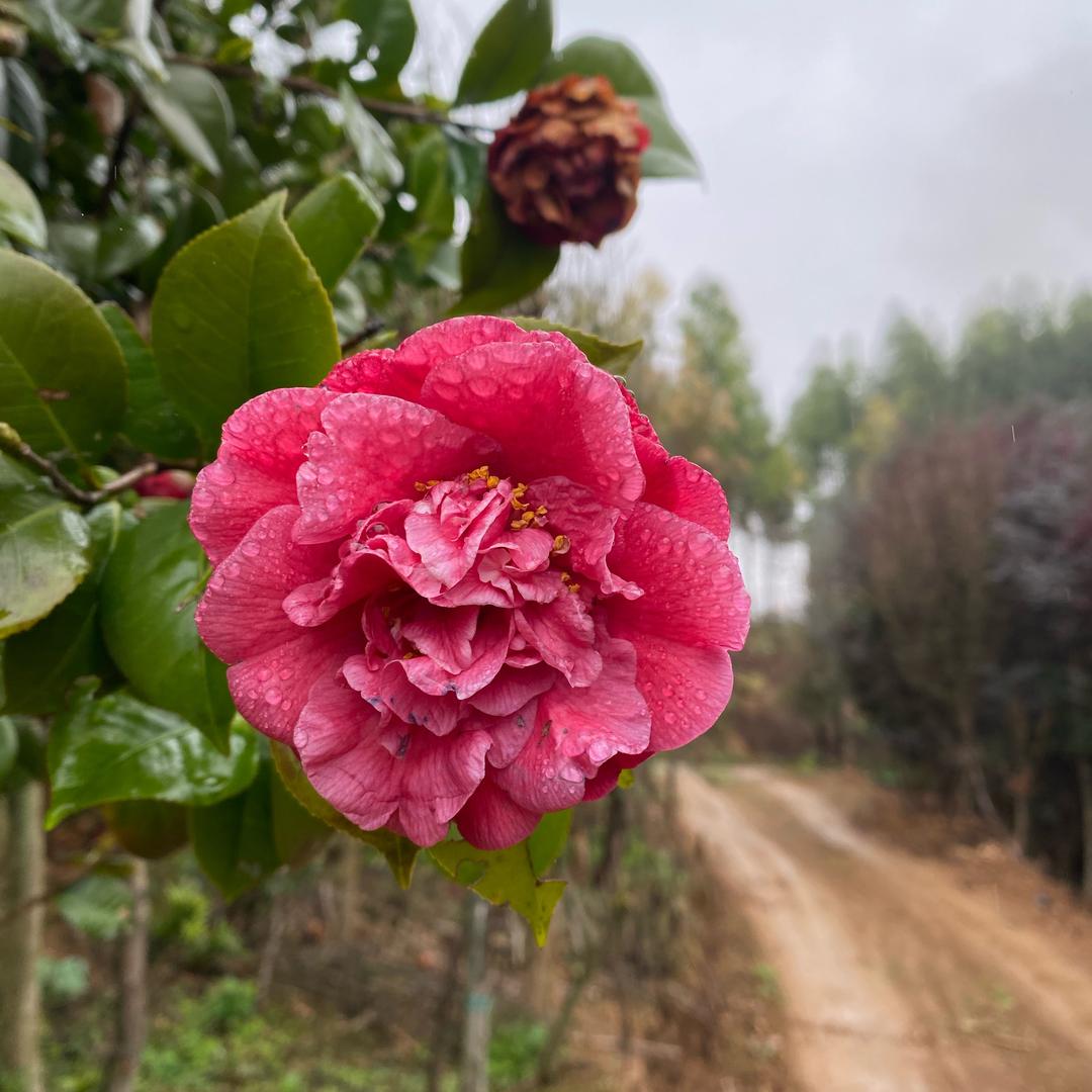 鱼峰绿植优品