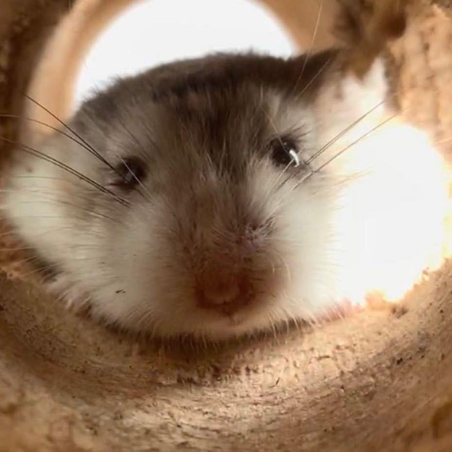 薯条的鼠