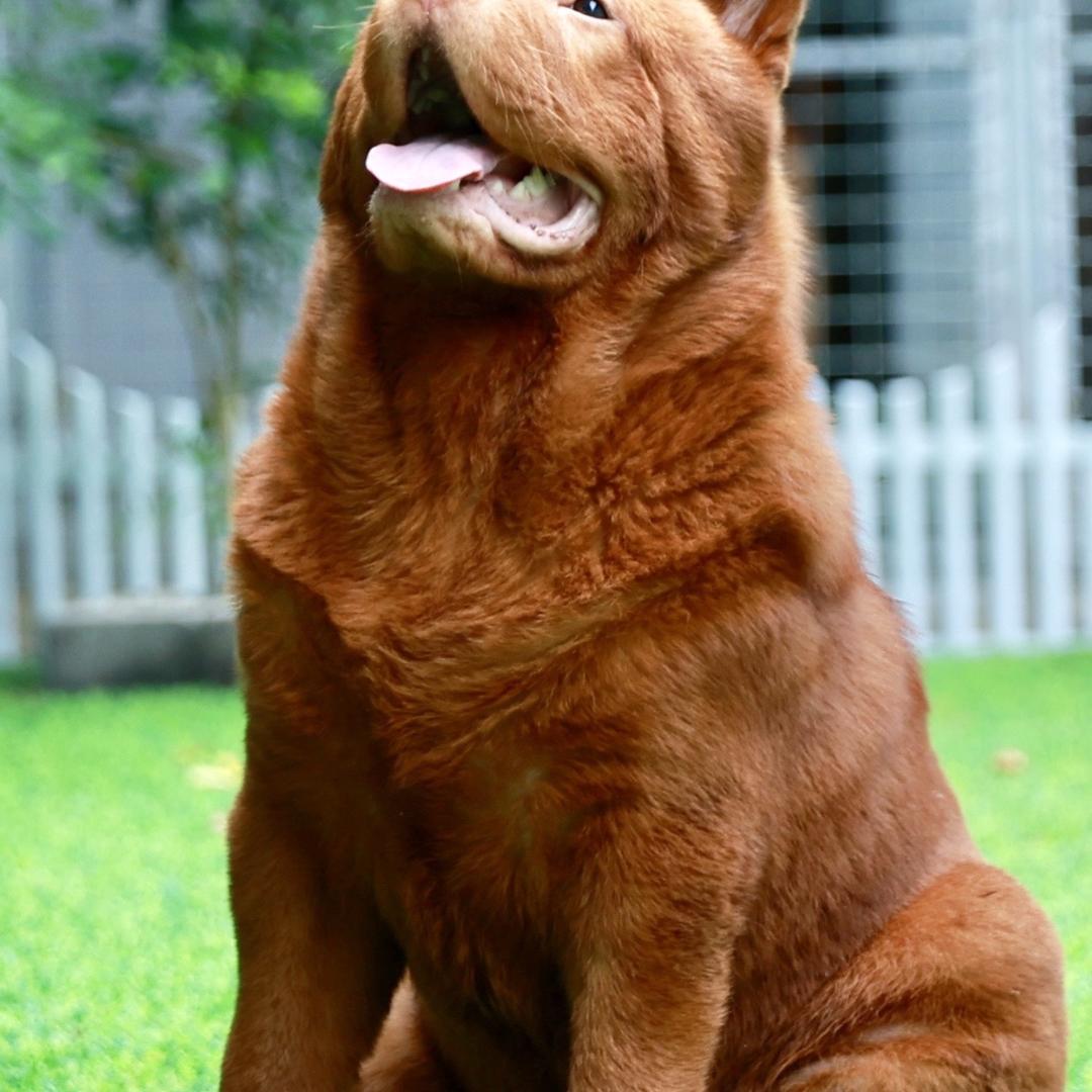 红记（五红）献珍宝