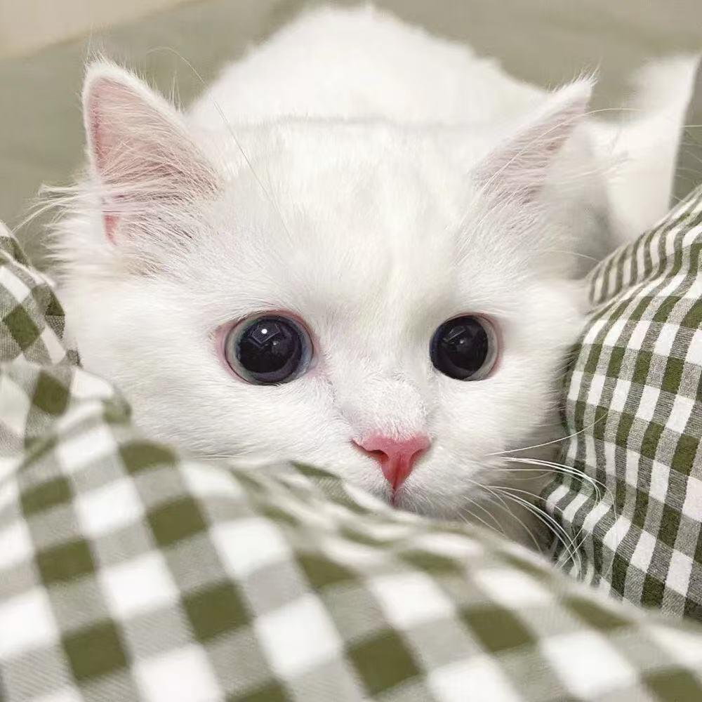 文轩