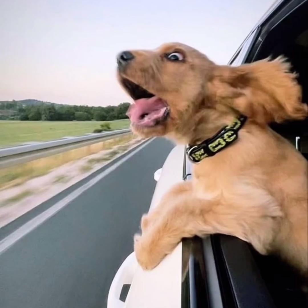 午幺玖GritZ（G.Z）