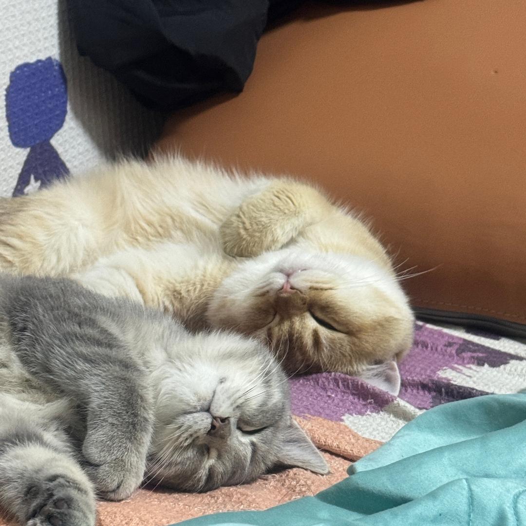 王璇原创设计-直播上新号