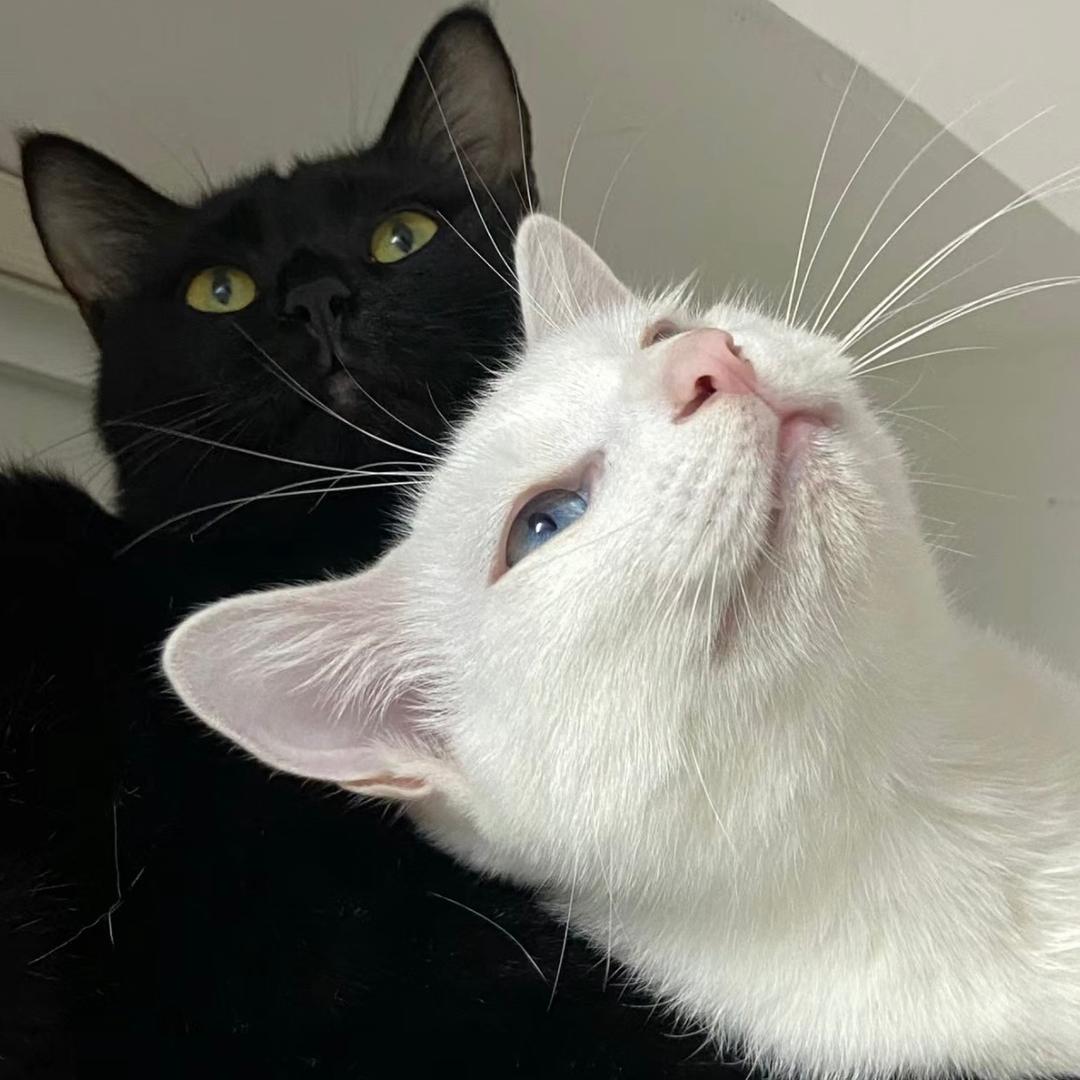 洒金桥厉害的干姜