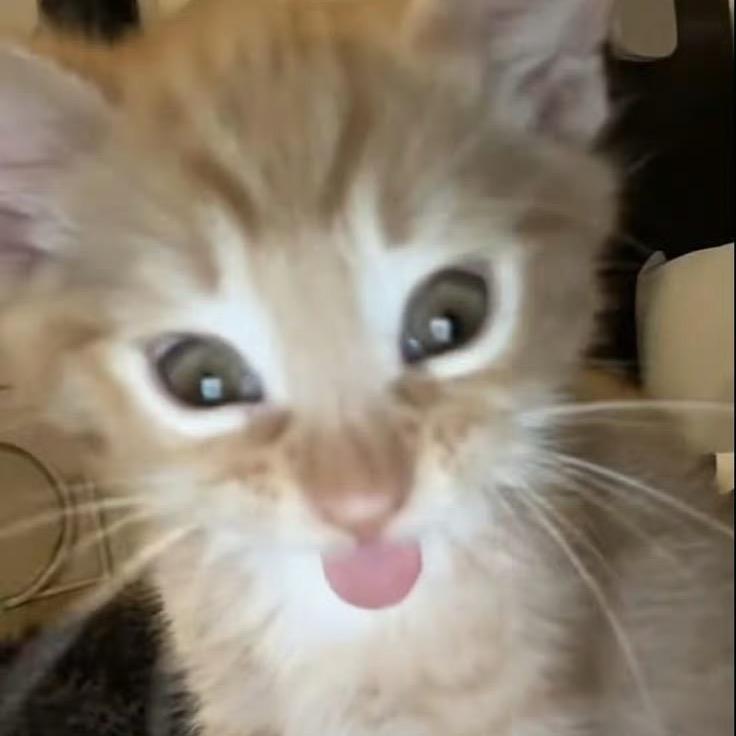 Rosyseas