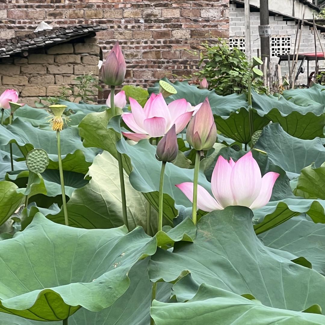 小颜农家土特产